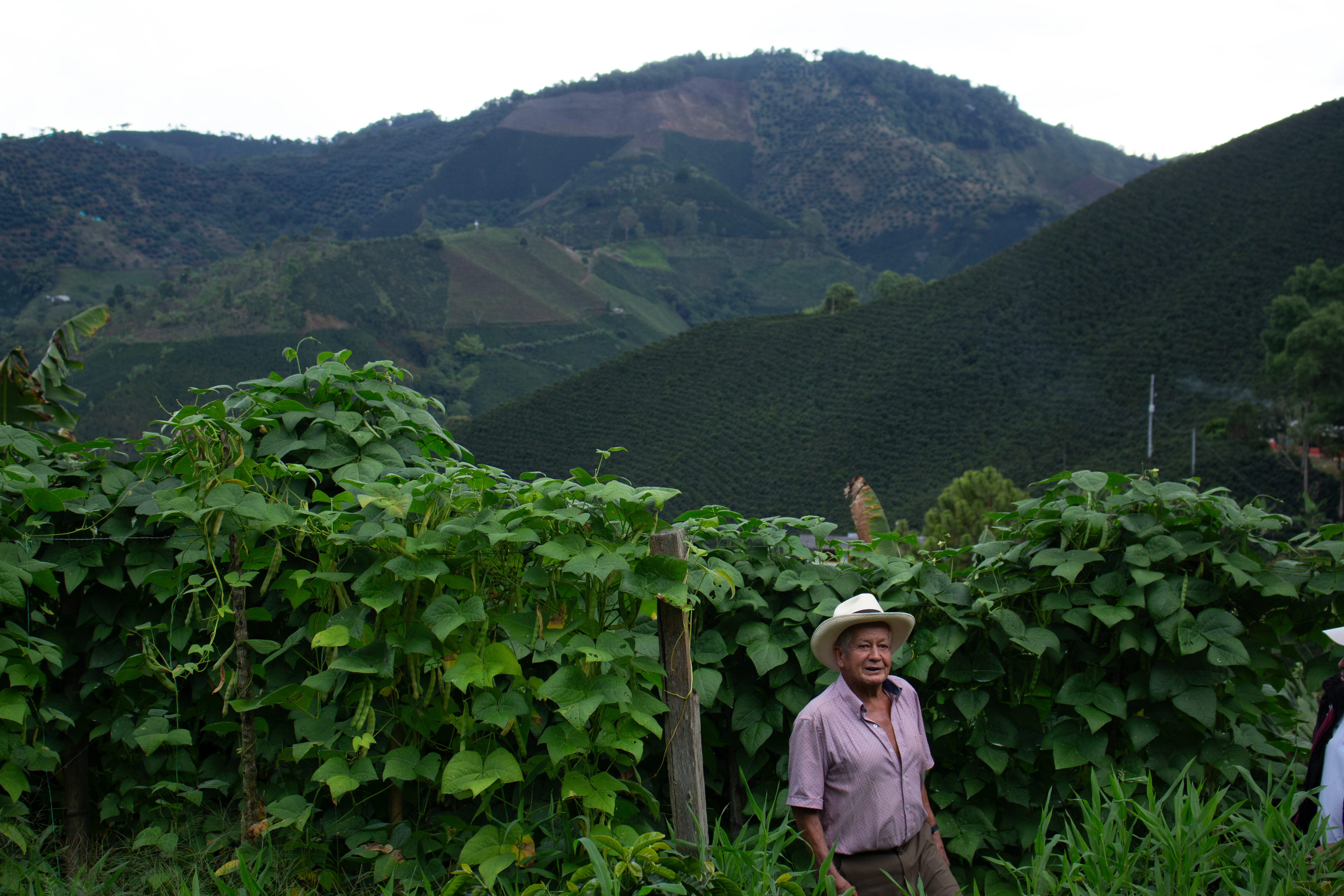 Colombian coffee production